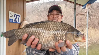 고삼지 독보적인 시즌조황!! 연일 사짜붕어 행진!!