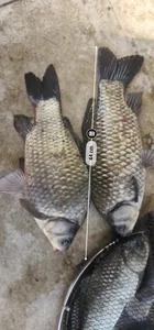 붕어방류 두 번 방류