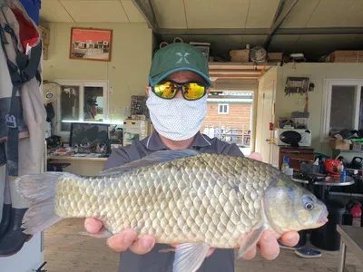 고삼지 양촌좌대 덩어리 마리수 조황입니다.