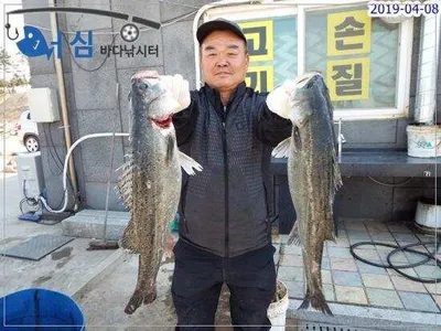 4월8일 어심바다낚시터조황
