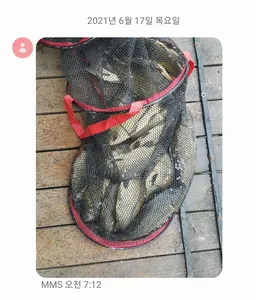 6월 셋째주 힐링 수곡낚시터 주중반 수,목 조황및 오늘 붕어방류