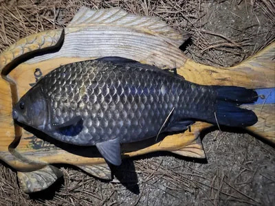 3월 16일(토)토종덩어리 대량방류 예정