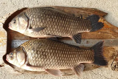 봉돌의 느낌은 낮설지 않았습니다