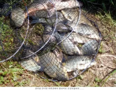 초저녁 보다는 새벽낚시가.....