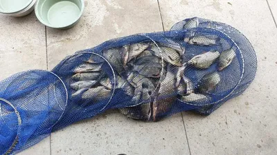 아산 명품 월랑낚시터 8월 마지막 조황이야기입니다...^^