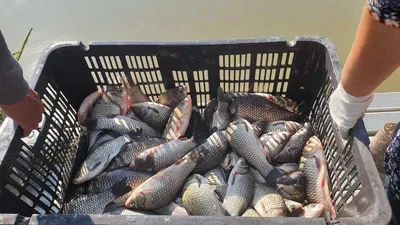 아산 명품 월랑낚시터 10월 두번째 조황이야기입니다...^^