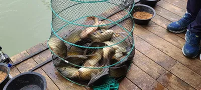 여름 붕어낚시 양평 수곡낚시터 주말 조황, 붕어방류 안내