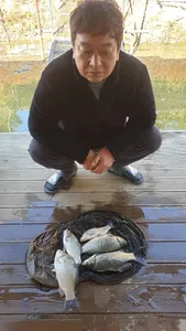 고삼지 상류권 양촌좌대 조황입니다.