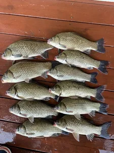 송전낚시터 제일집 조황입니다.