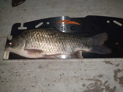 아산 명품 월랑낚시터 7월 두번째 조황이야기입니다...^^