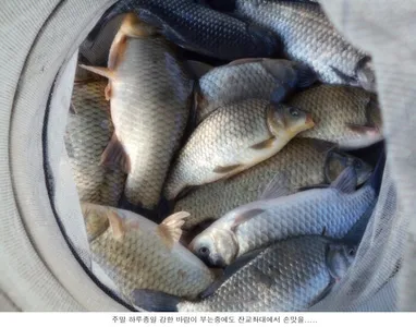 북서풍이 강하게 불어준 주말에....