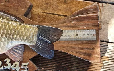 고삼저수지 붕어 조황입니다.