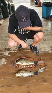 고삼지 양촌좌대 사짜 조황 전합니다.