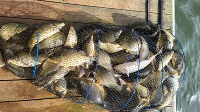 힐링을 부르는 양평 수곡낚시터 9월 셋째주 주후반 붕어이야기