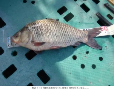 오늘도 아산호 토종중어를 방류하였습니다...