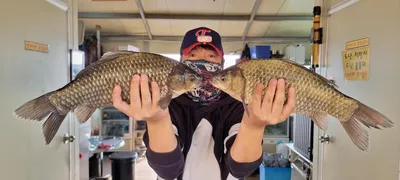 고삼지 덩어리 붕어들 화이팅 넘칩니다!!