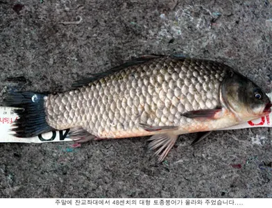 주말에 48센치 토종붕어가.....