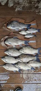 고삼지 독조출조 마리수 조황가봅니다.!!