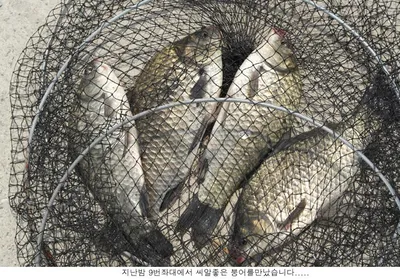 지난밤 마리수보다 씨알로....