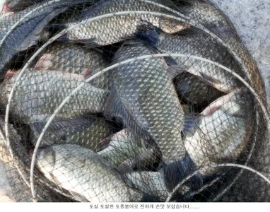 10월 마지막주에 나온 조황들.....