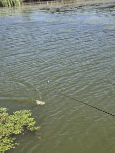 배수없는 항곡낚시터  조황