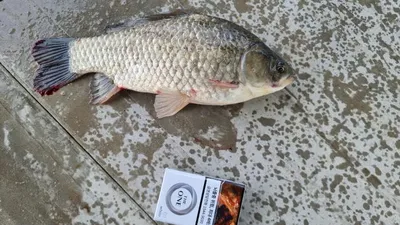 아산 명품 월랑낚시터 8월 첫번째 조황화보입니다...^^