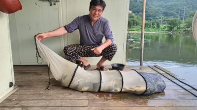 호조황 양평 수곡낚시터 8월 넷째주 주중 붕어소식