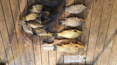 힐링 수곡낚시터 4월 둘쨰주 주중반 조황 및 펜션 예약운영