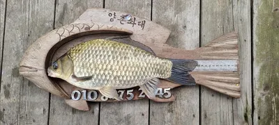 마리수부터 사짜붕어까지 고삼지 독보적인 조황!!