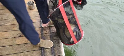 피서 붕어낚시 힐링 수곡낚시터 수,목 조황 및 오늘 붕어방류