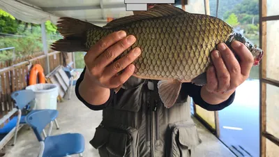 힐링 수곡낚시터 10월 둘째주 주말연휴 붕어소식 입니다