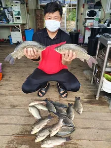 고삼지 상류권 덩어리 상면중입니다.