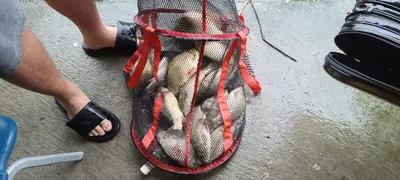 8월둘째주 주말 양평 수곡낚시터 조황, 붕어방류 