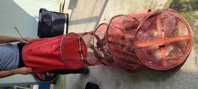 양평 힐링 수곡낚시터 월요일 더 좋은 조황이며 오늘 붕어방류 완료