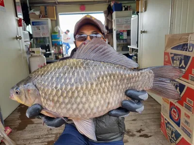 고삼저수지 꾸준한 사짜붕어 조황입니다!!