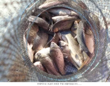 주말조황은 아쉬움이 있습니다....