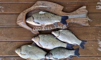 고삼지 막바지 시즌 달려봅니다.