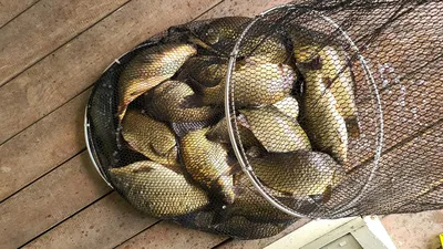 힐링 수곡낚시터 5월 둘째주 주후반 붕어방류 및 조황 안내