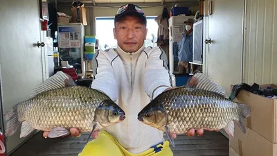 고삼지 상류권 덩어리 회유중