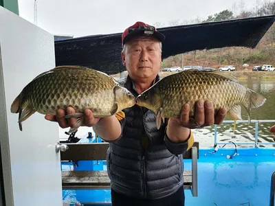 사짜붕어 대 방출 중!! 고삼지 상류권 포인트!!