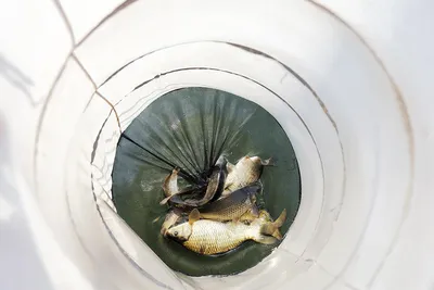 안성 두메낚시터 3월15일 조황안내. 