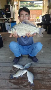 고삼지 살아난포인트 양촌좌대입니다.