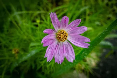 안성 두메낚시터 6월 30일 조황정보