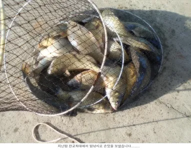 힘좋은 붕어가 올라옵니다...