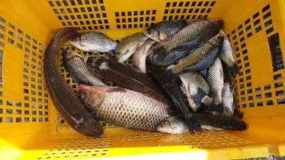 아산 명품 월랑낚시터 4월 세번째 조황소식입니다...^^