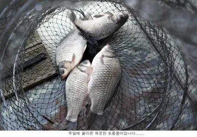 신봉지 12월10 조황입니다....