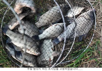 신봉지 4월 두째주말 조황입니다...