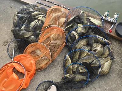 반제낚시터 조황정보입니다