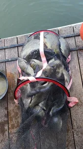 6월 둘째주 주말 양평 힐링 수곡낚시터 붕어방류 및 조황