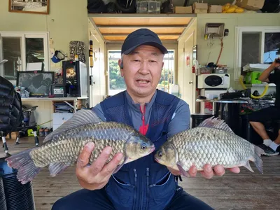 고삼저수지 마리수 조황입니다.